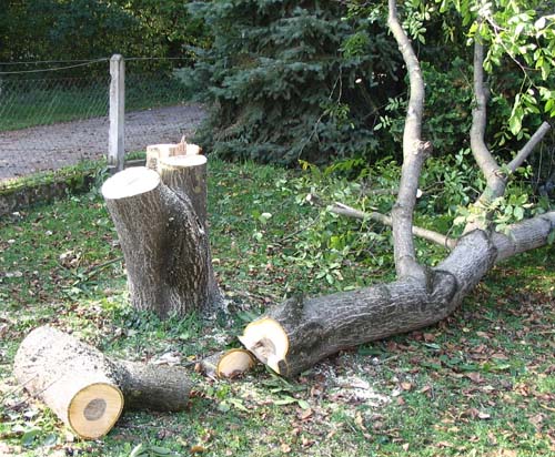 baum umschneiden